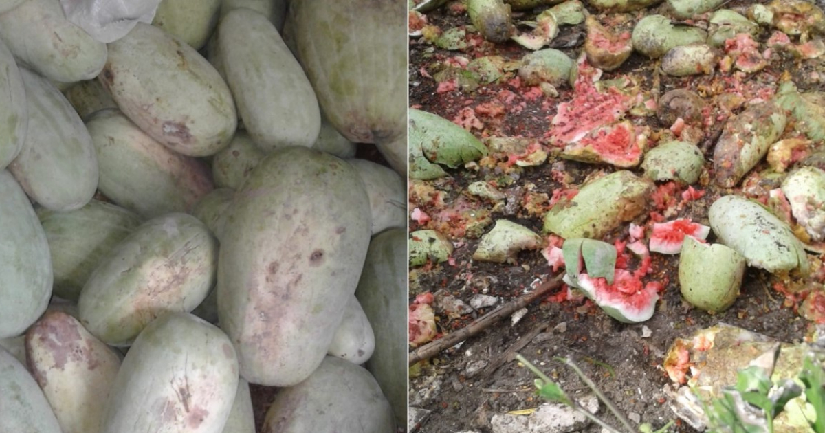 Cosecha de melones perdida © Facebook / Agricultores cubanos emprendedores