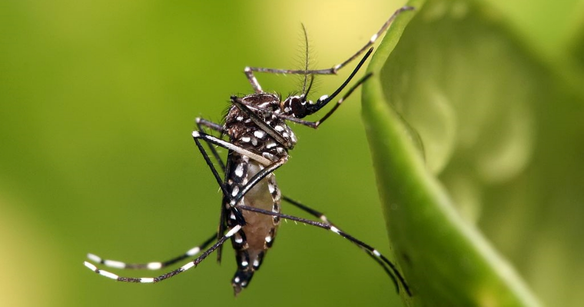 Aedes aegypti © Wikimedia Commons / Muhammad Mahdi Karim
