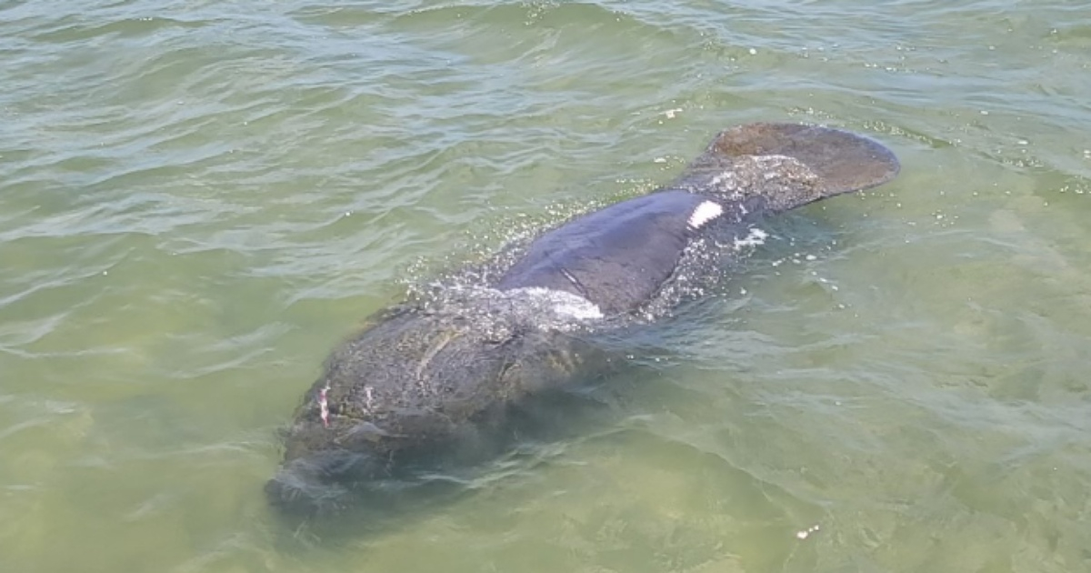 Rescatan un manatí con heridas profundas en la cabeza. © Twitter/@MyFWC