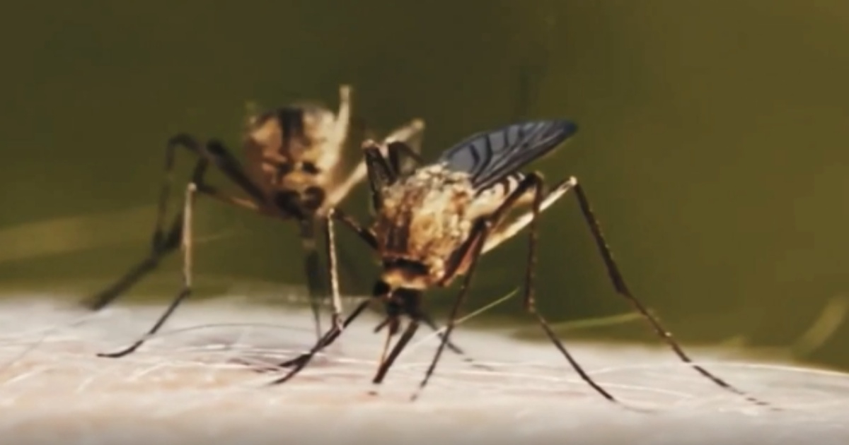 Alerta por presencia de casos de malaria en Florida. © Captura/NBC Miami