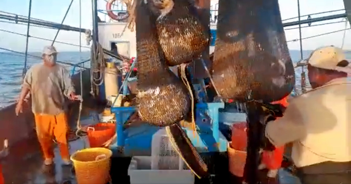 Pescadores cubanos capturan camarones © Captura de video Facebook / Periódico Invasor