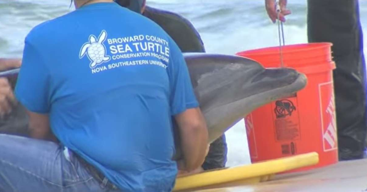 Rescatistas tratan de salvar al delfín © Captura de video de YouTube de CBS Miami