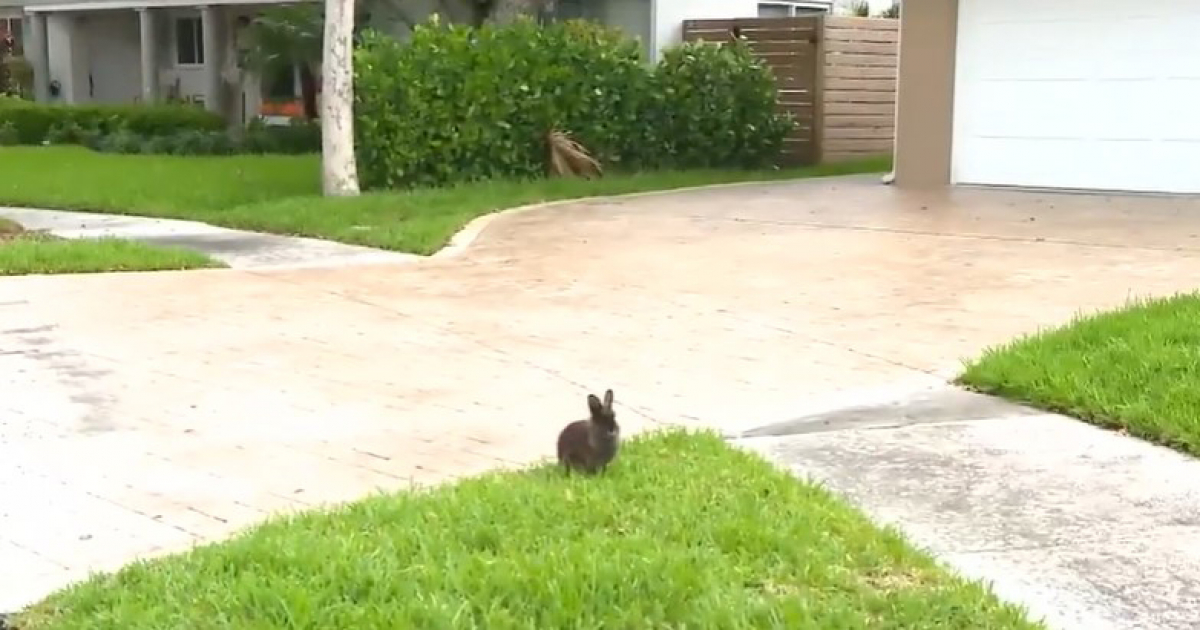Una plaga de conejos invade un vecindario de Florida © Captura de video Local 10
