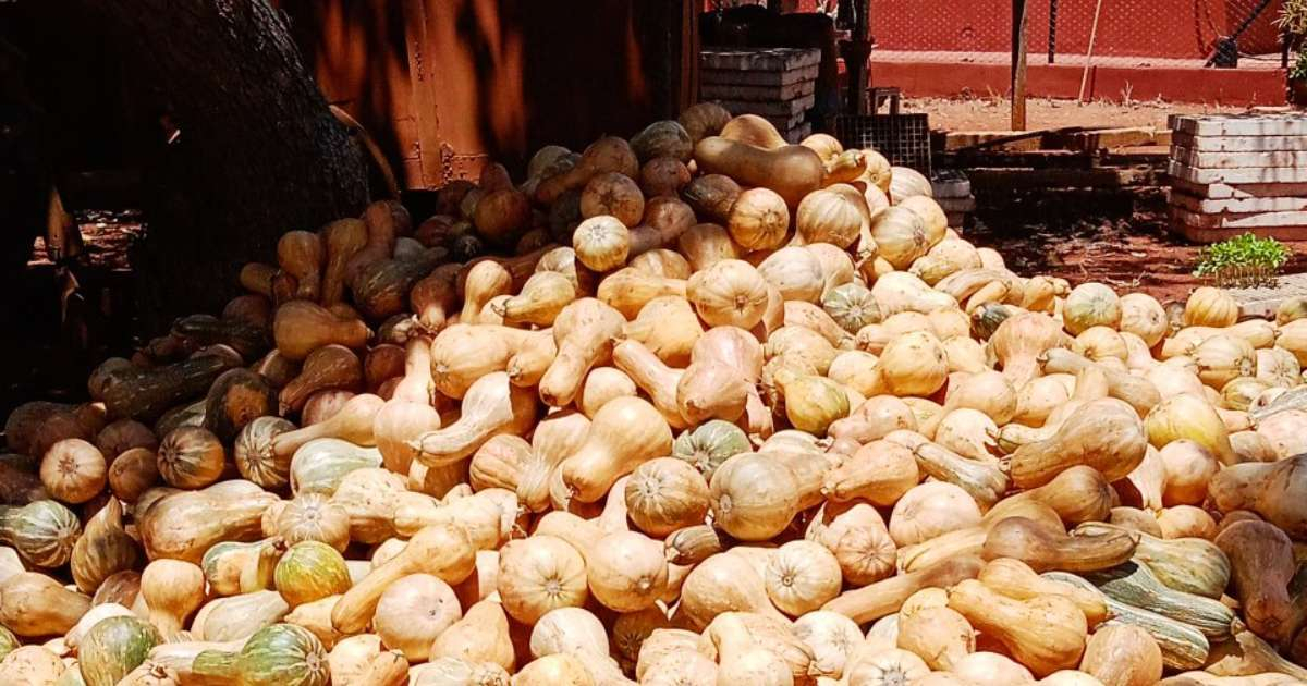 Calabazas en Cuba © Leonel Capote / Twitter