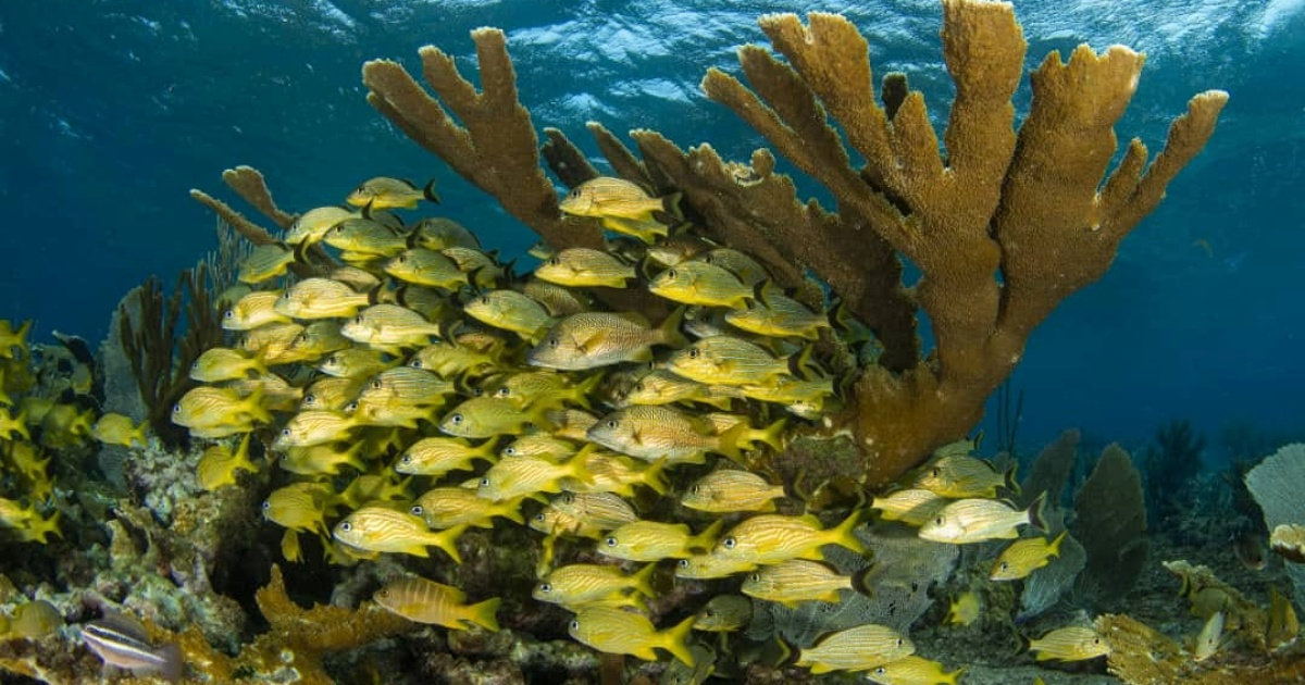 Bojeo científico para investigar salud ambiental de arrecifes coralinos © Facebook/Naturaleza secreta
