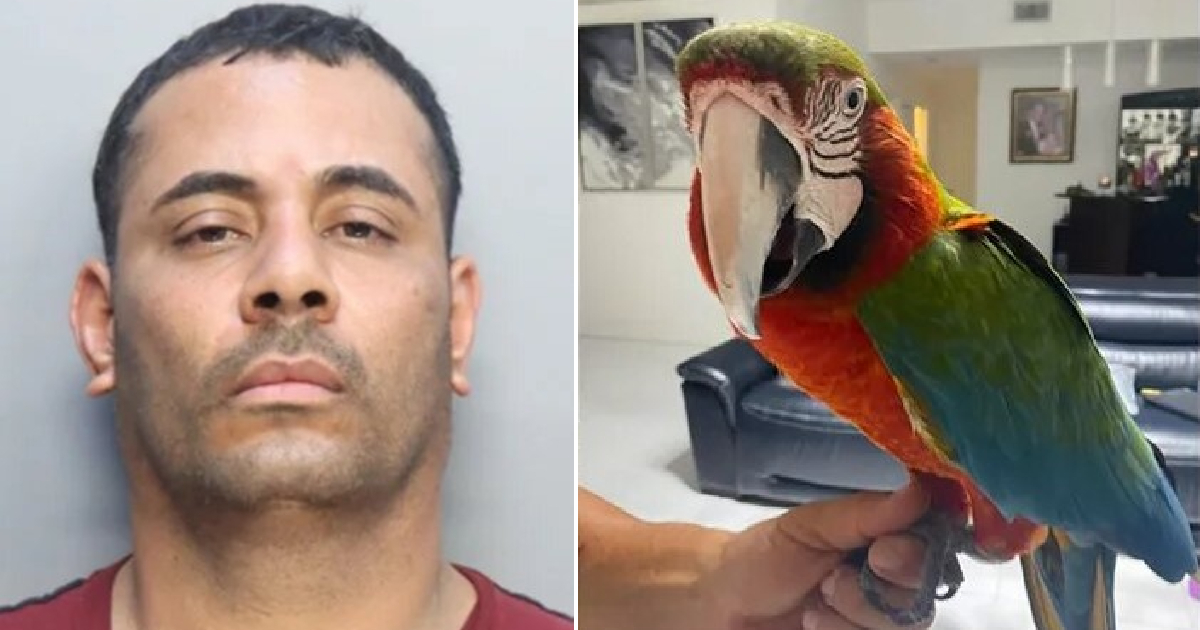 Lázaro Ariel Mantillaur y uno de los loros robados © Miami-Dade Corrections & Rehabilitation/Captura de video NBC 6 South Florida