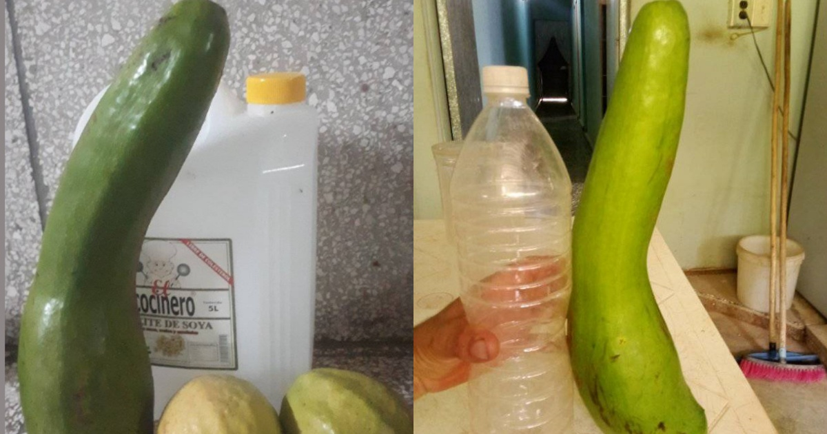 Aguacate de tres libras (izquierda) cosechado en Cuba. © Facebook/ Agricultores cubanos emprendedores