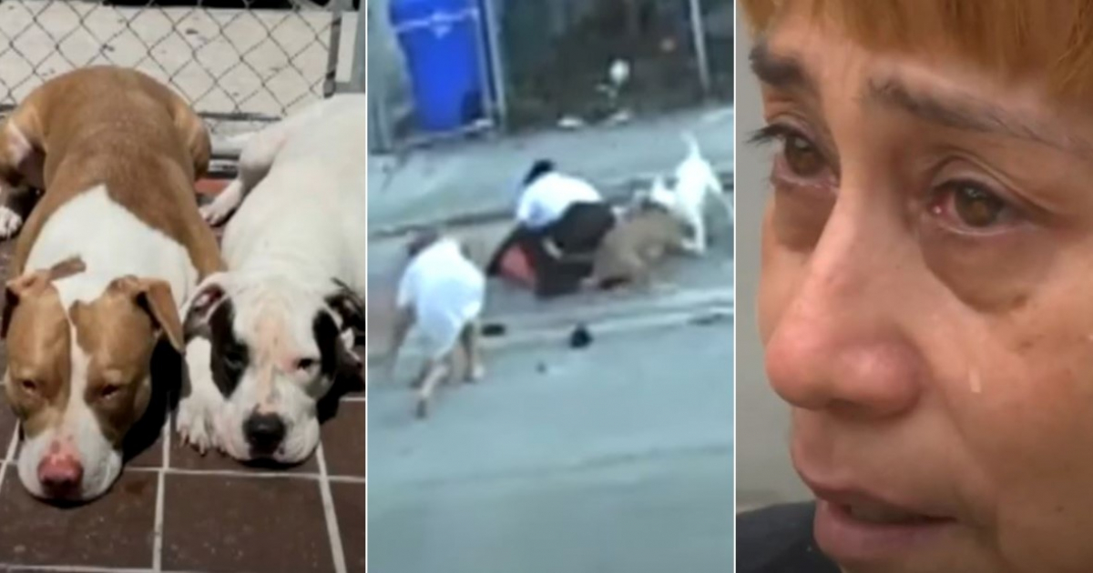 Mujer lucha por evitar muerte de sus perros tras ataque © Captura de video Local 10
