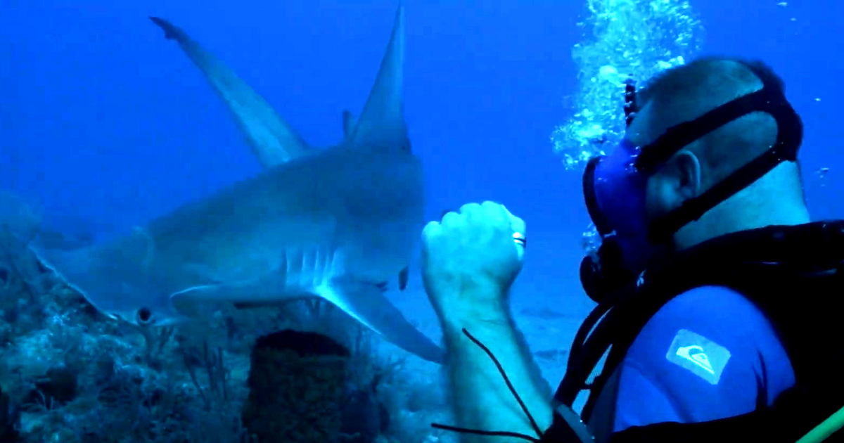 El biólogo marino Tom Hird frente a un tiburón martillo en aguas de Florida © Captura de video Youtube / SDPNoticias