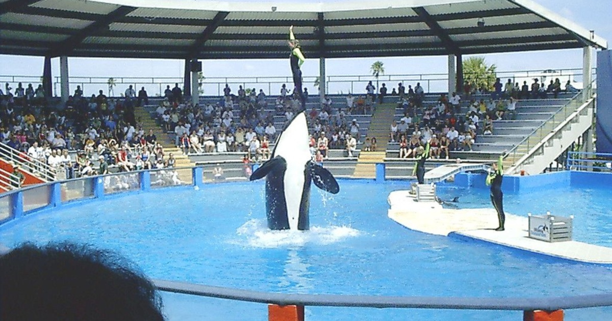 orca Lolita en un espectáculo © Wiki Commons / Averette