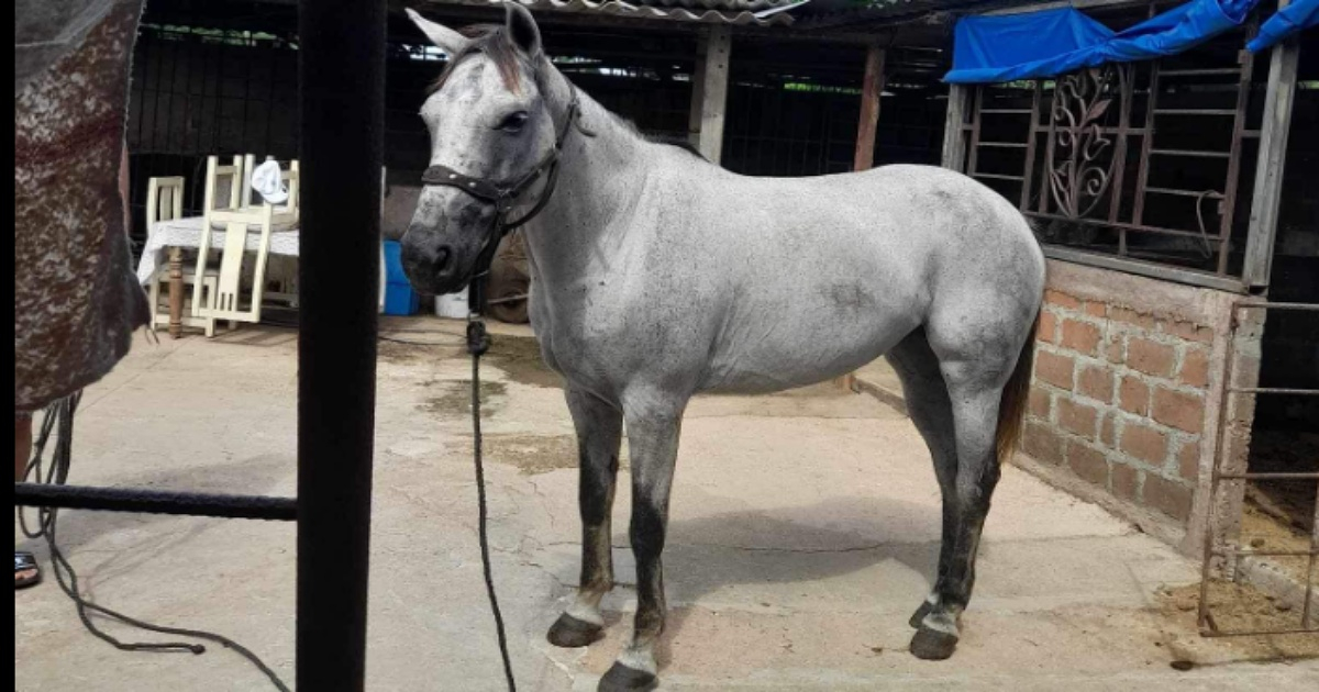 Cochero cubano ofrece cien mil pesos a ladrón de su yegua © Facebook/Oscar Giraldo