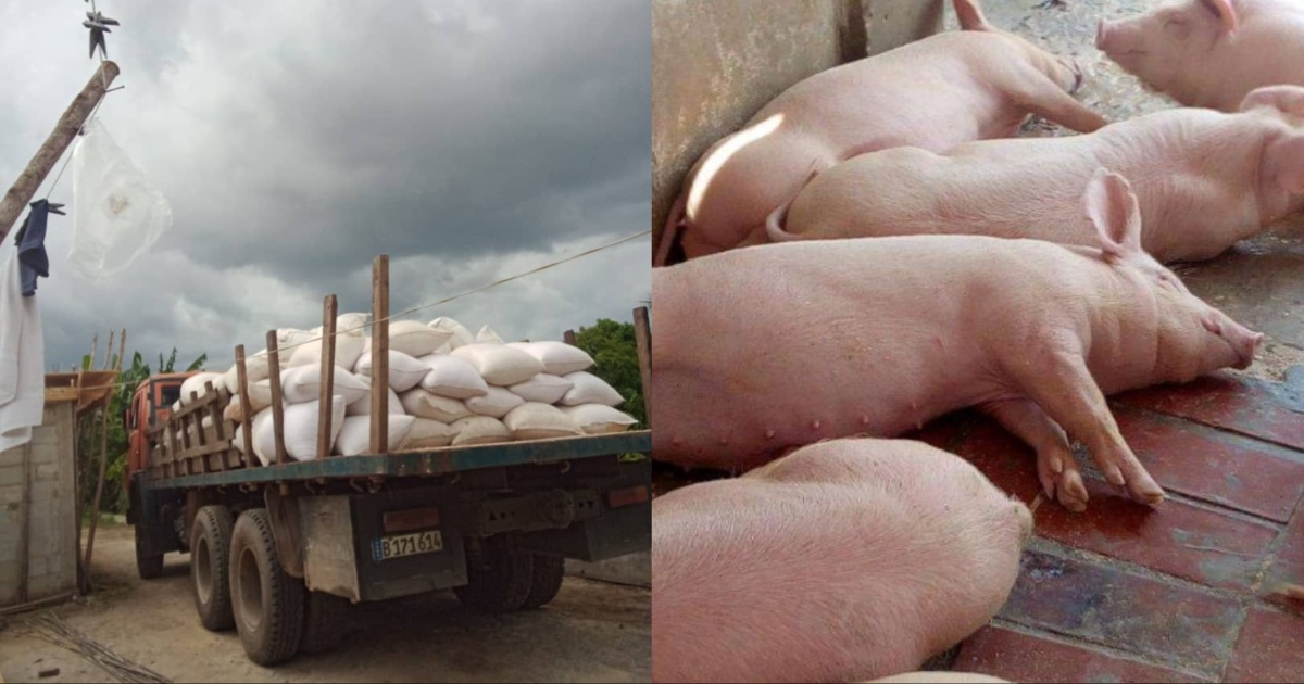 Sacos de pienso requisado y cerdos en Cuba © Facebook / De Pinar Soy y Facebook / Empresa Porcina Artemisa