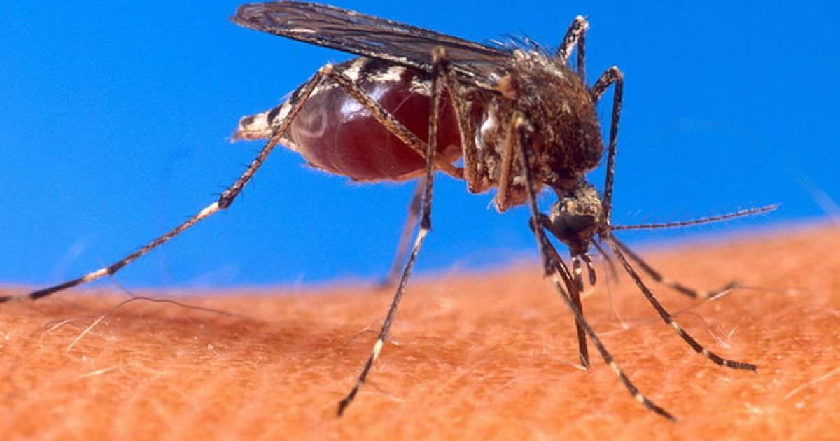 La fiebre chikungunya se trasmite por picadas de mosquitos © CiberCuba