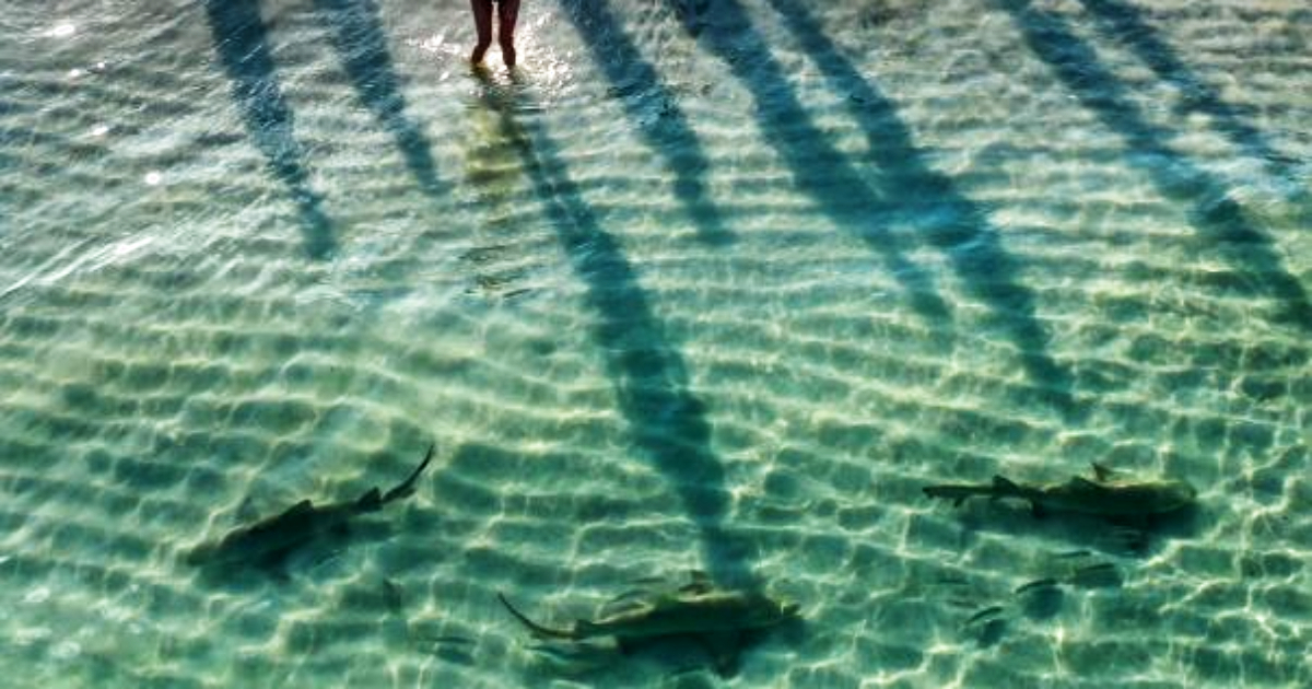 Tiburones y bañistas en la orilla de una playa de Miami © Instagram / lifestyle_miami
