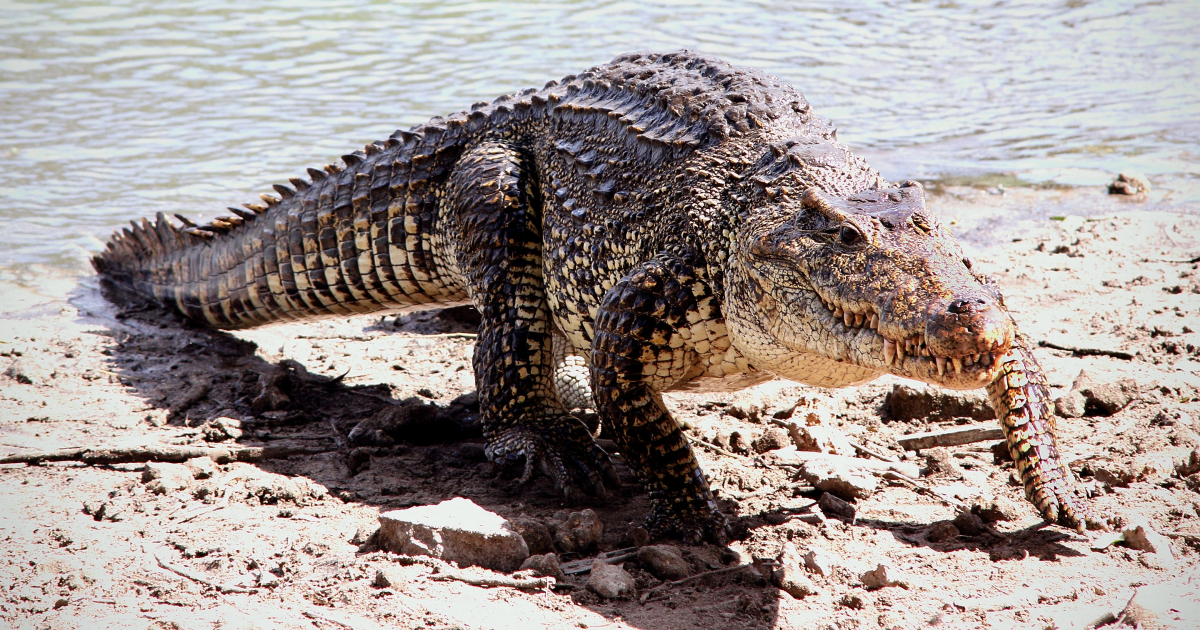cocodrilo cubano © Wikipedia