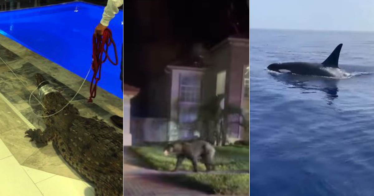 Cocodrilo, oso y orca en Florida © Collage capturas de videos de redes sociales