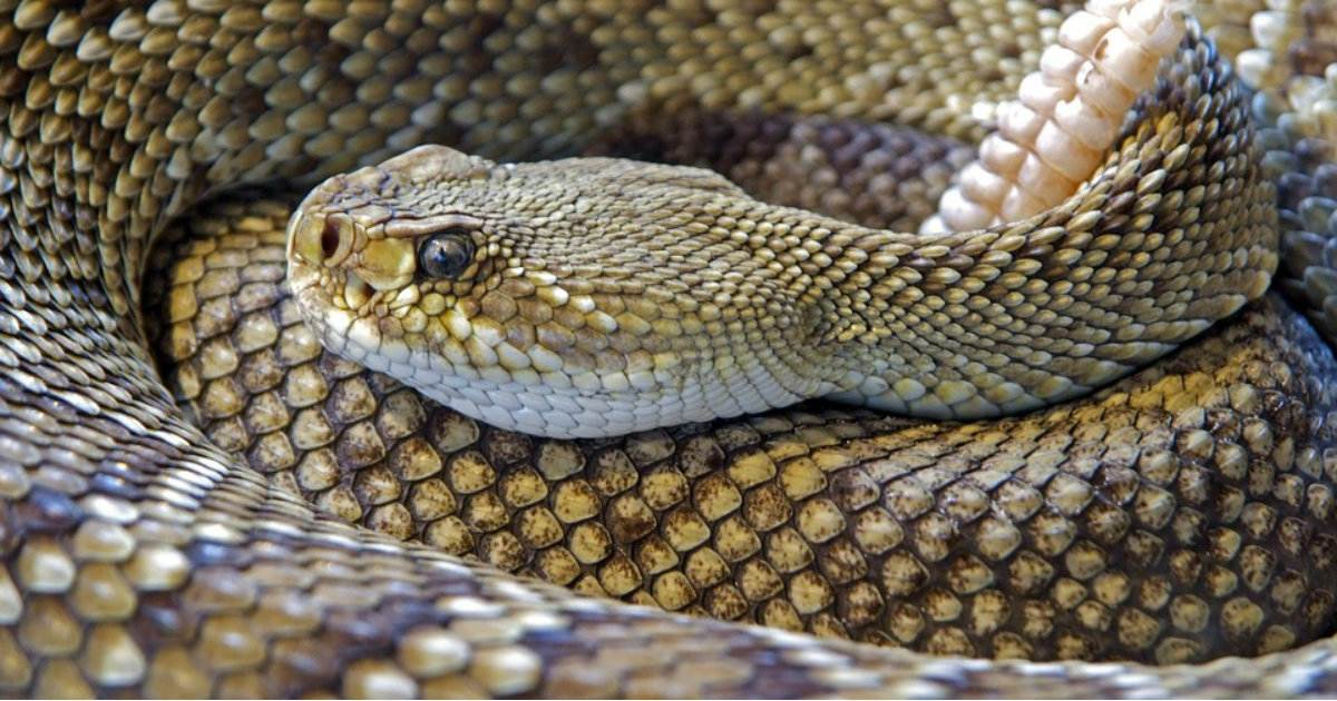 Serpiente cascabel (Imagen de referencia) © Pixabay