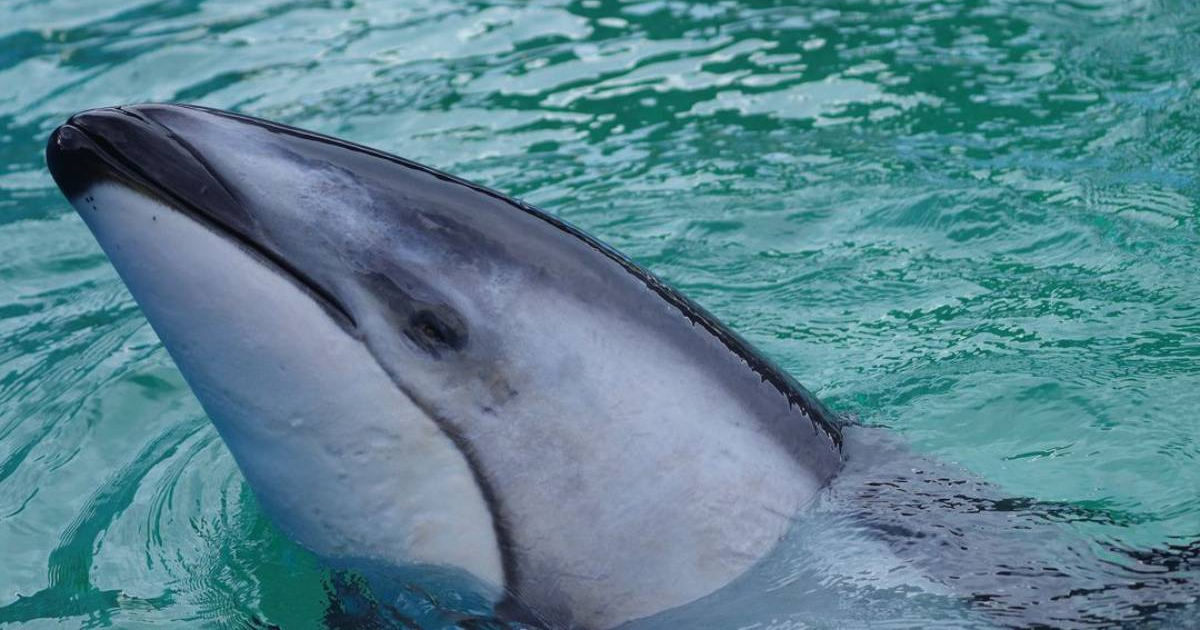 Delfín Li'i en Seaquarium de Miami © Instagram Seaquarium de Miami