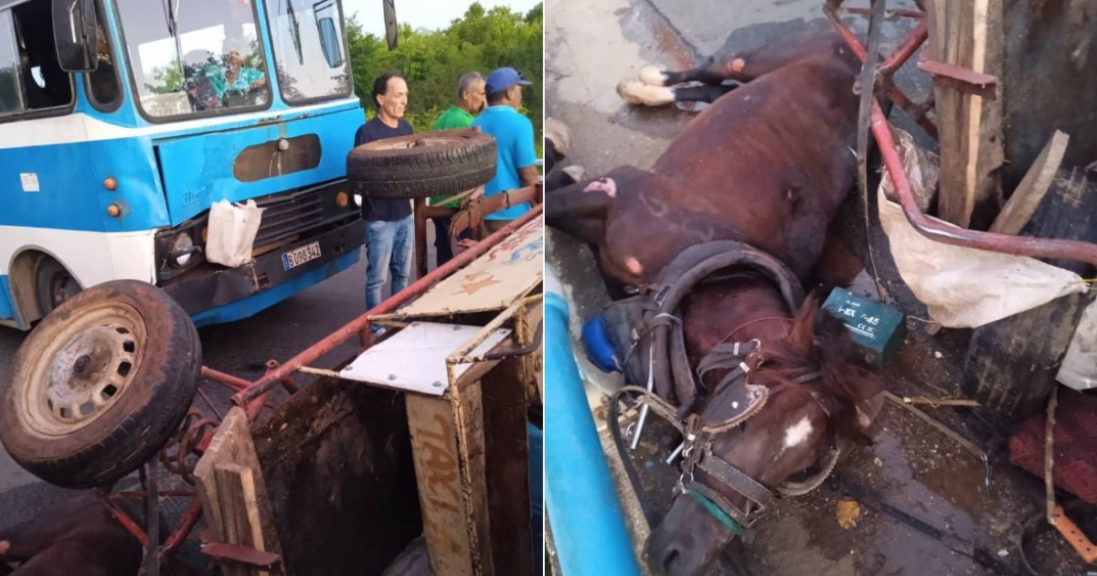 Carreta y ómnibus chocados y caballo herido en la carretera © ACCIDENTES BUSES & CAMIONES por más experiencia y menos víctimas! / Facebook / Yosvany Ramos