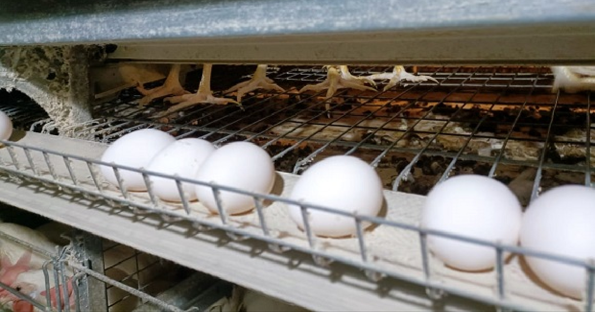 Egg production in Cuba has declined