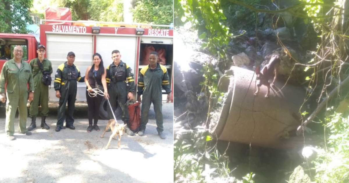 Bomberos de Cuba y el perro rescatado © Facebook / Yuleidys Cata y Alexa Milena