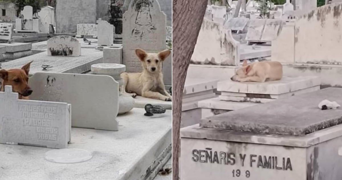 Perros abandonados en el Cementerio de Colón © Facebook/Somos tu Voz