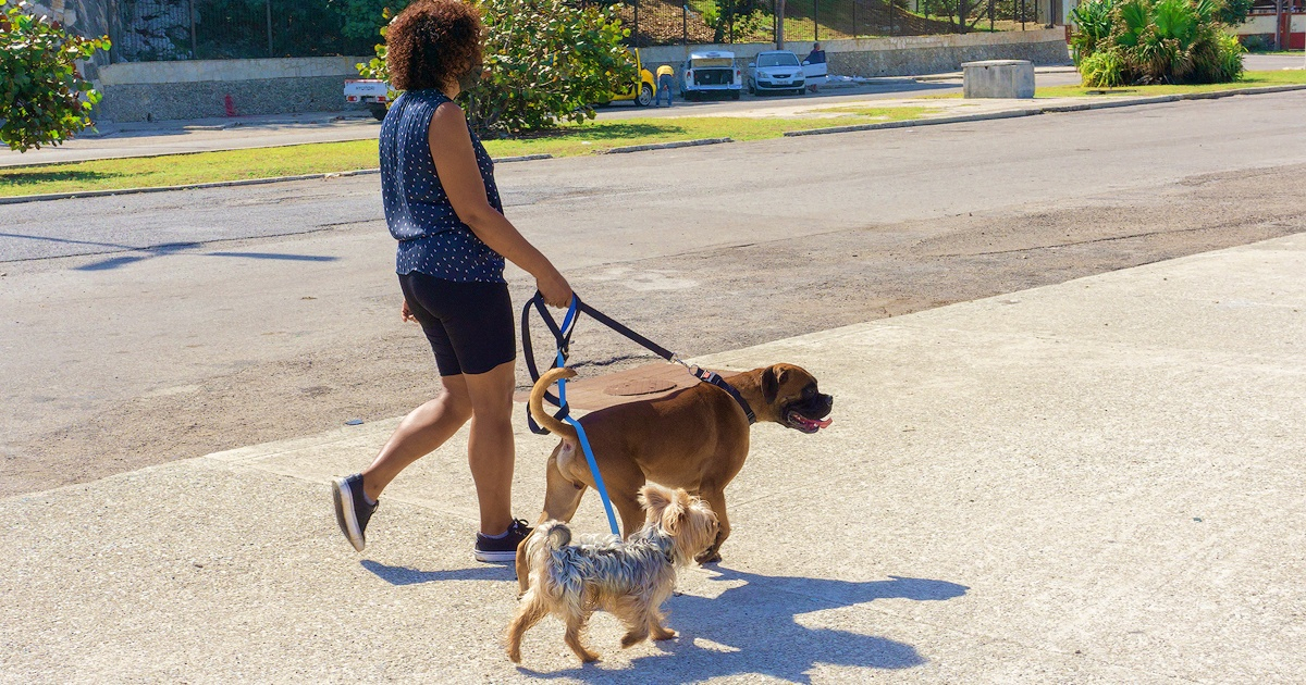 Mujer paseando a dos perros (Imagen de referencia) © CiberCuba