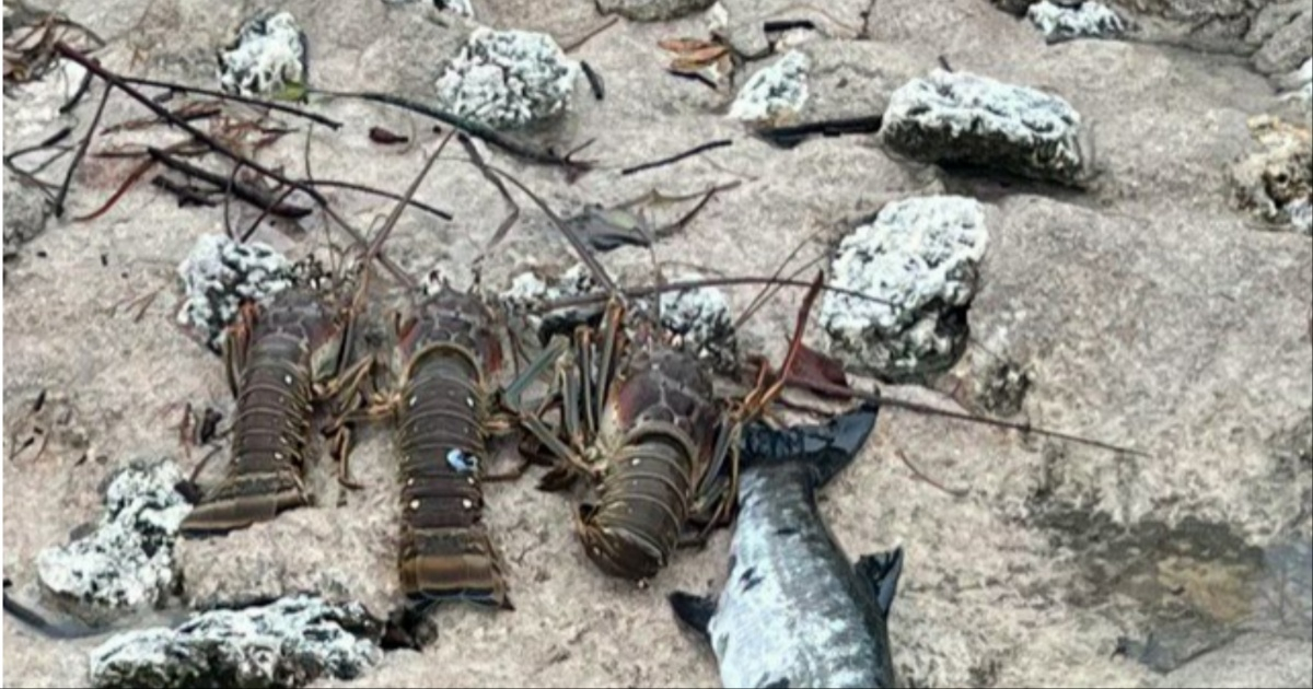 Langostas producto de la pesca ilegal © X / Florida Keys Sheriff