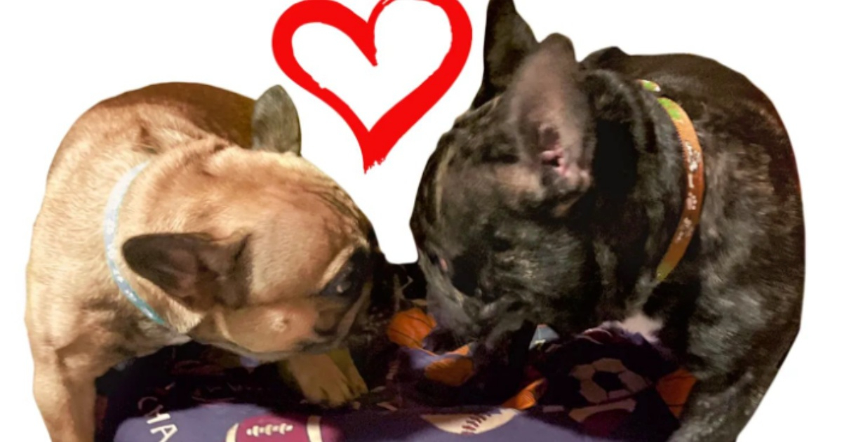 Rocco y Dorita, los dos perritos recuperados © Instagram/BAC