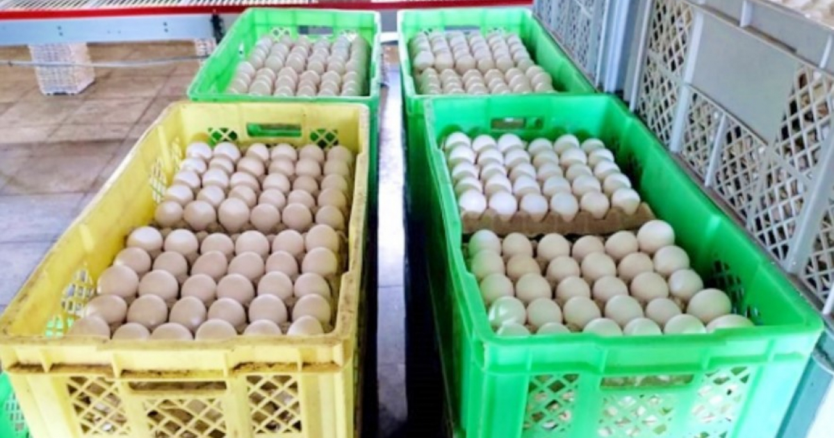 Huevos importados © Cubadebate-Thalía Fuentes
