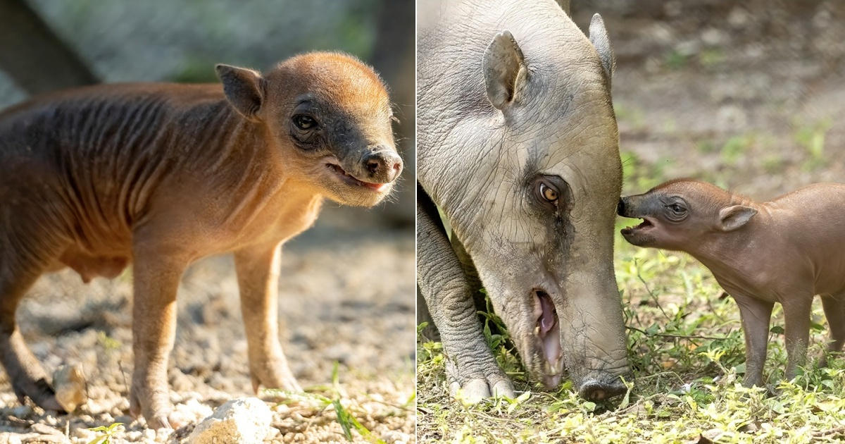 El babirusa recién nacido (i) y Babirusa junto a su mamá (d) © Collage Facebook/ZooMiami 