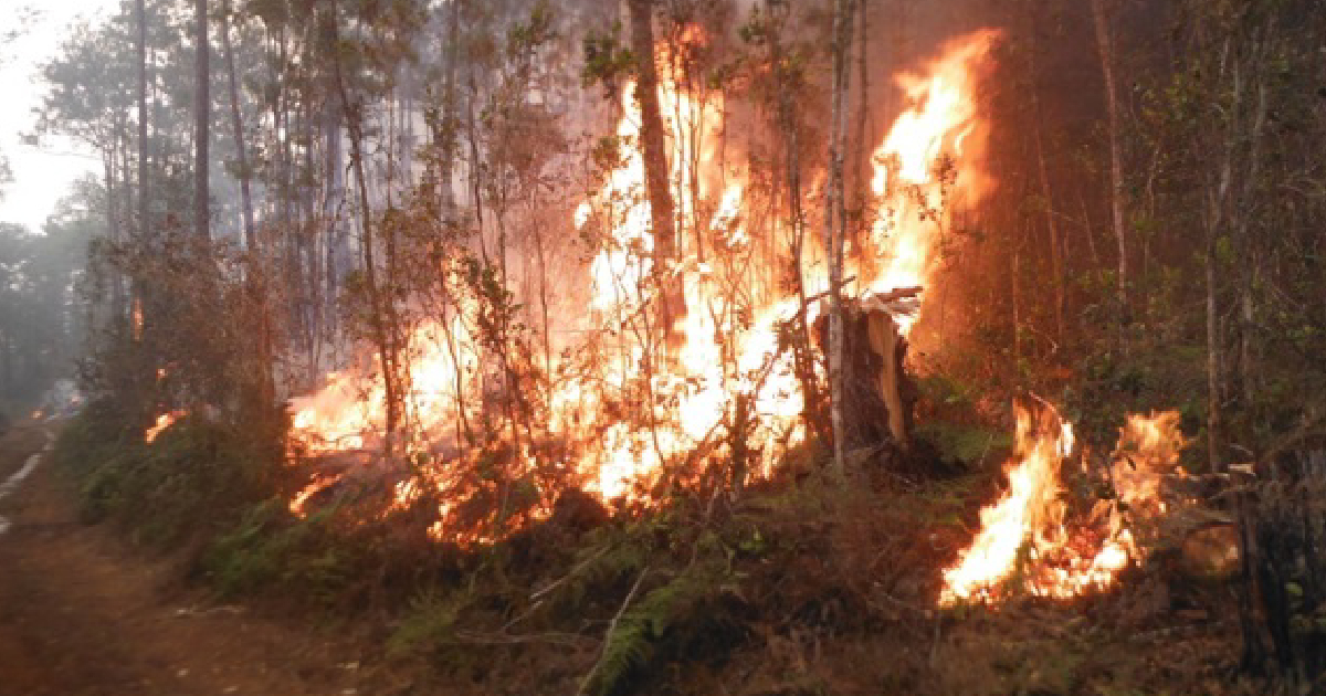 Incendio forestal de grandes proporciones en el Parque Nacional Alejandro de Humboldt en 2021 (Imagen de Referencia) © X/Periódico Venceremos