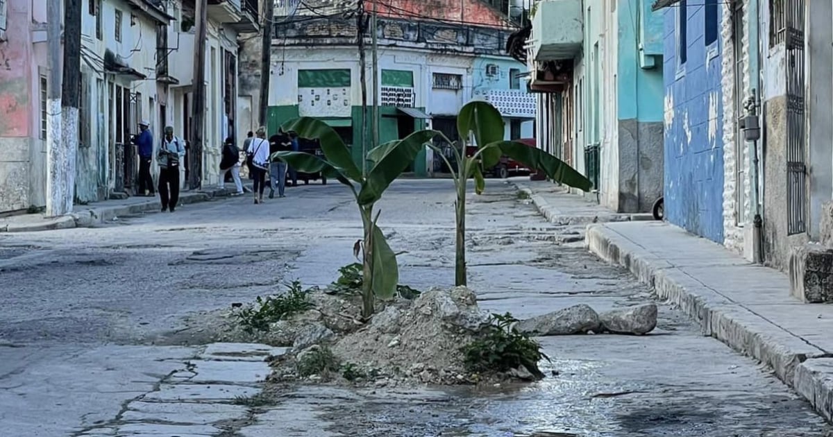 Matas de plátano sembradas en bache en calle de La Habana © Yulier Rodríguez / Facebook