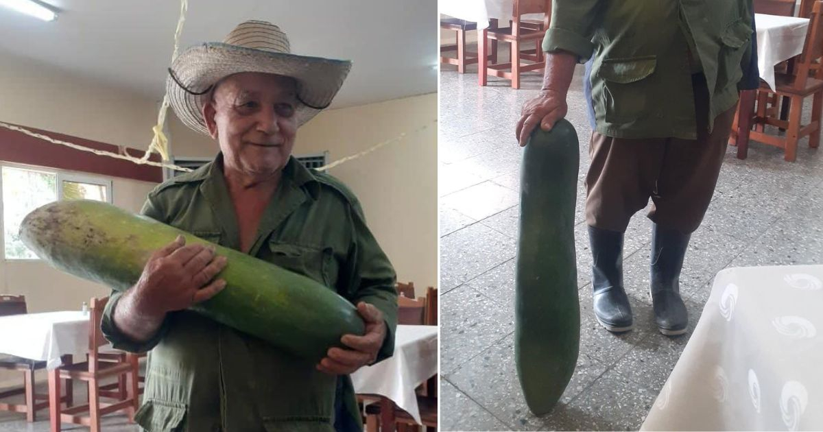 Agricultor en Camagüey sorprende con pepino gigante cultivado en organopónico del PCC © Collage Facebook/Cadena Agramonte
