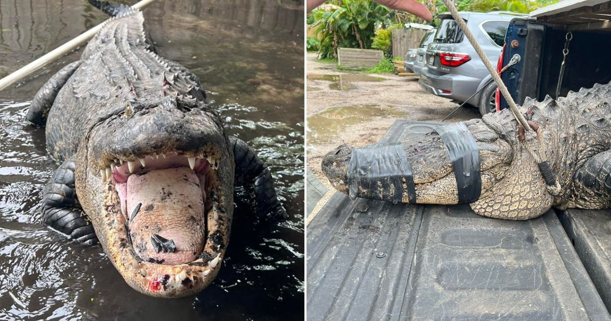 El caimán Coca-Cola tendrá que rebajar 100 kg en un refugio animal © Collage de Facebook/Croc Encounters