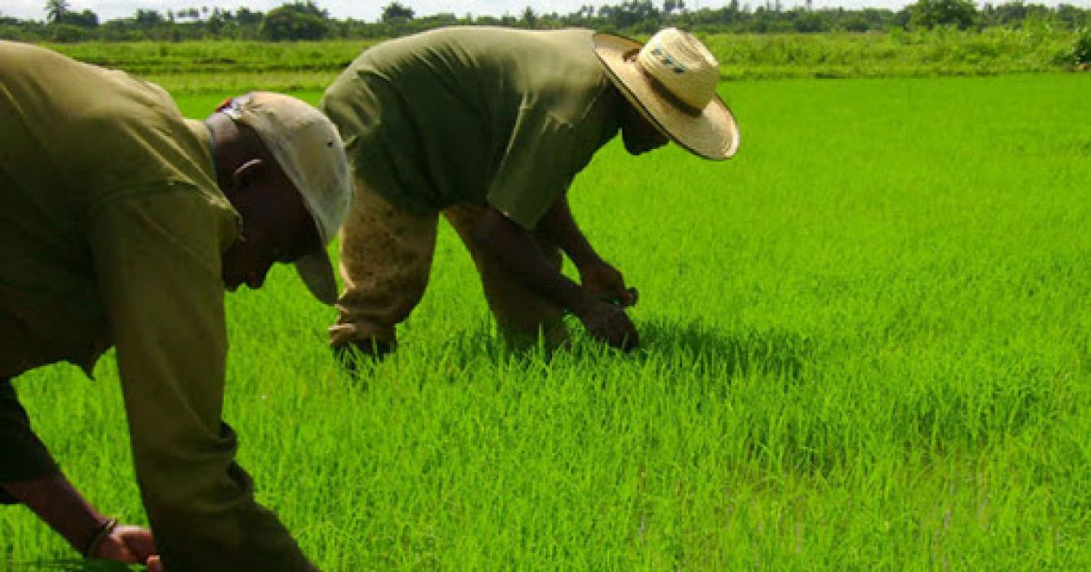 Cuba aspira a producir más arroz este año y con menos recursos. © Canal Caribe