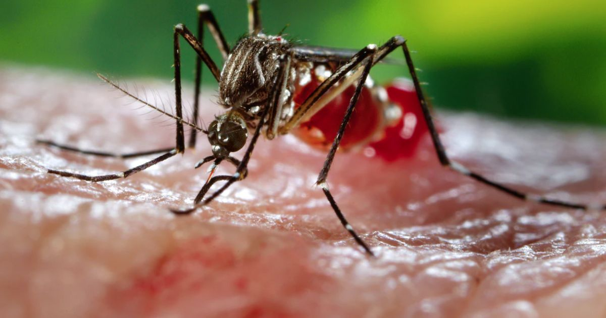 Mosquito Aedes aegypti. Imagen de referencia. © CDC