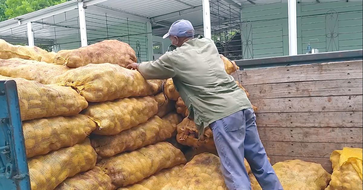 El Minint decomisó más de seis toneladas de papas a una mipyme en Las Tunas © Periódico 26