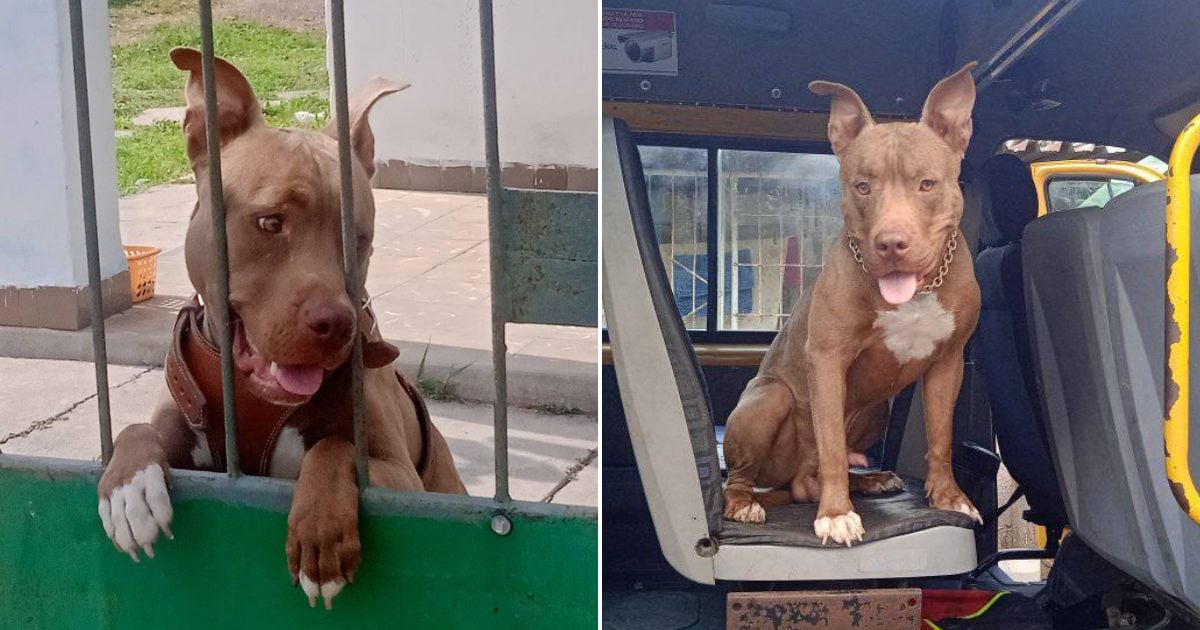 Perro perdido en Guanabacoa, en La Habana. © Collage Facebook / Yoel Abraham González