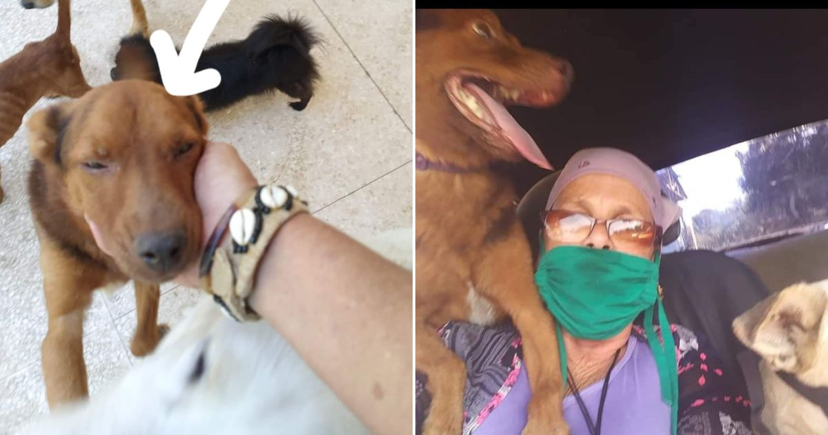 La dueña ofrece una recompensa por este perro robado en La Habana. © Collage Facebook / Star Blue