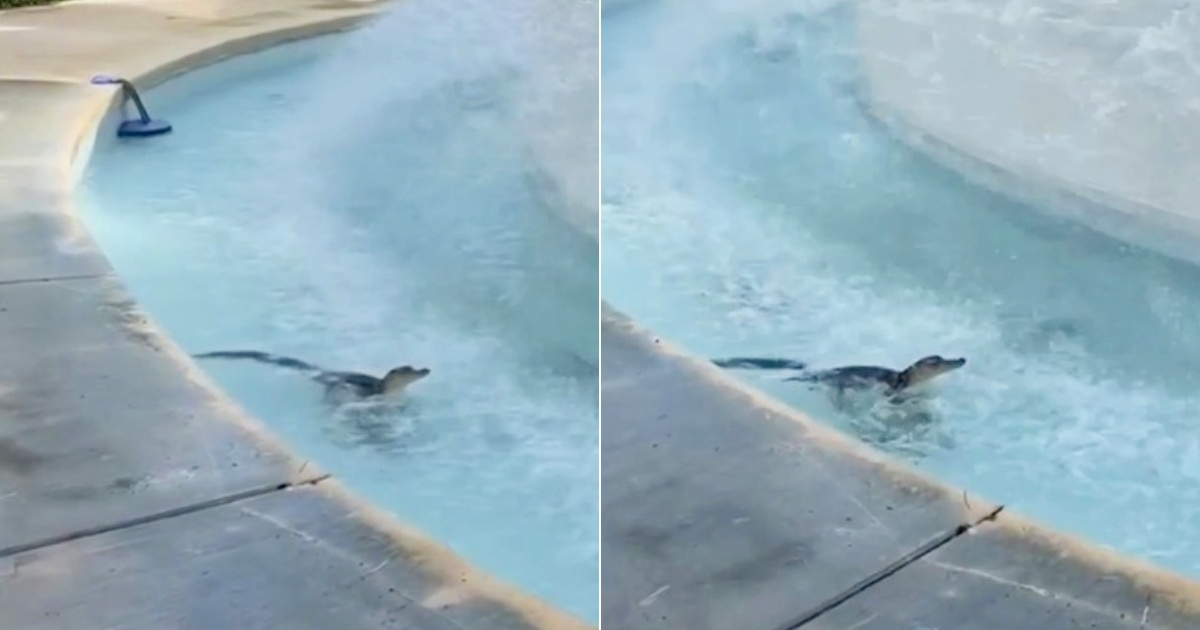 Only in Florida: una cría de caimán se refresca en una fuente de agua de un parque