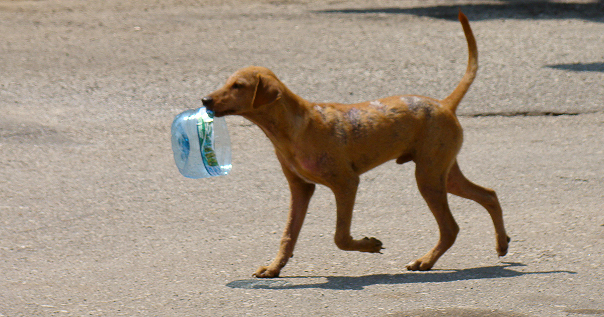 Cuban Animal Advocates Urge Citizens to Provide Water for Strays Amid Heatwave