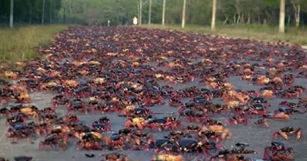 Crab Invasion on Highway Between Cienfuegos and Trinidad: "Do Not Eat Them," Authorities Warn