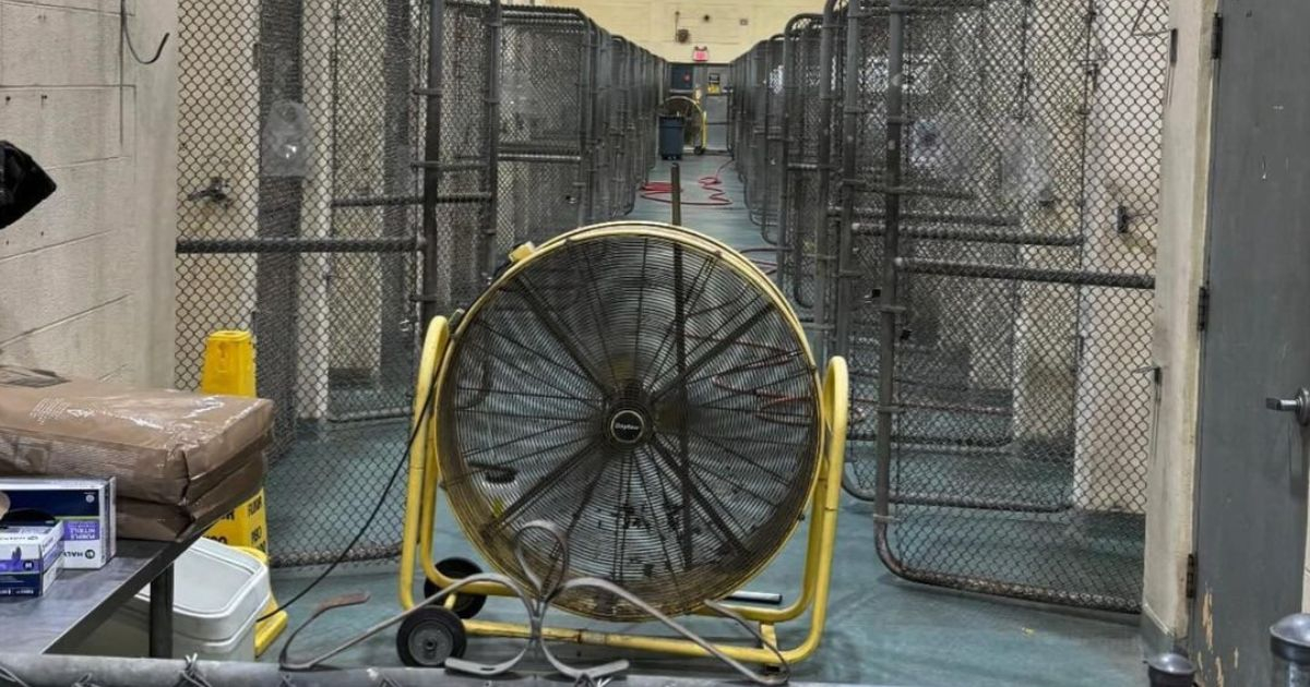 Animals Shelter in Miami Seeks Fans and AC Units Amid Heatwave