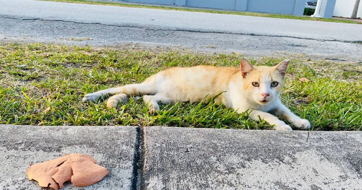 Cats Mysteriously Vanish in Havana Neighborhood, Animal Advocate Warns: "Not a Single One Left"