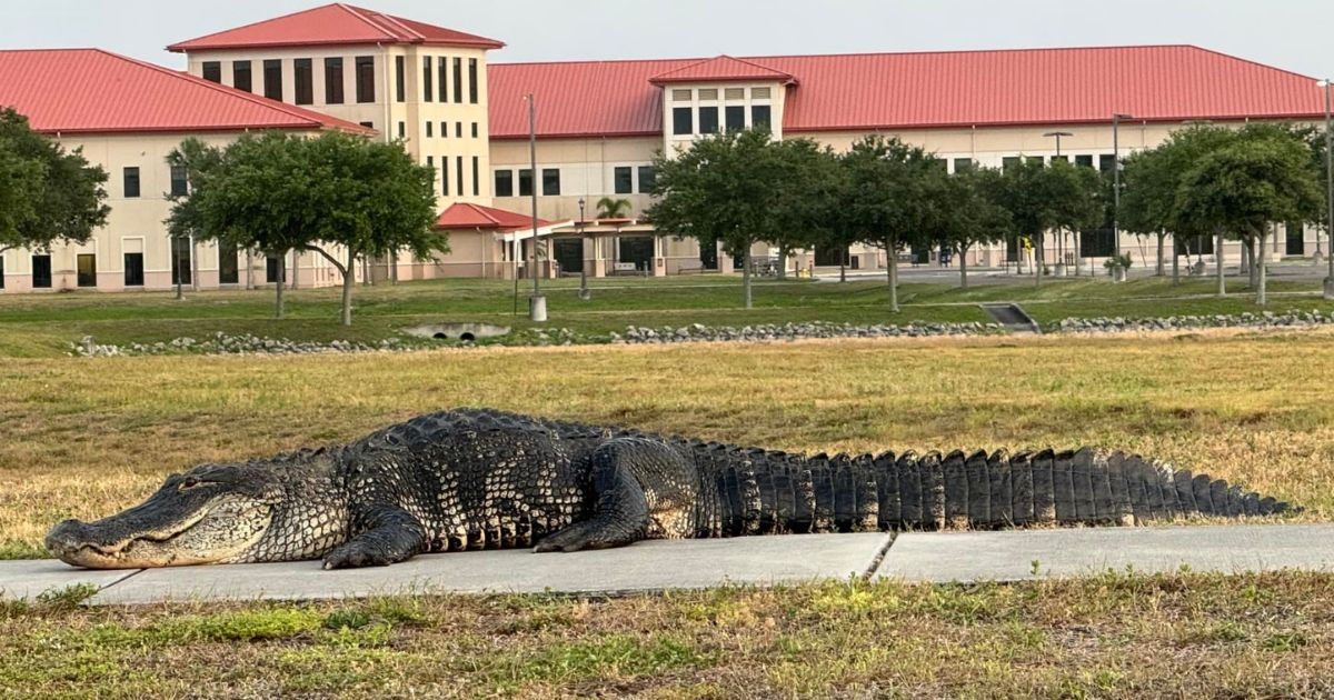 Massive Alligator Captured at MacDill Air Force Base in Tampa