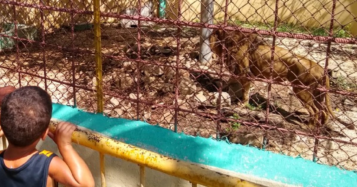 Animals at Manzanillo Zoo Suffer Severe Hunger Amid Food Shortages