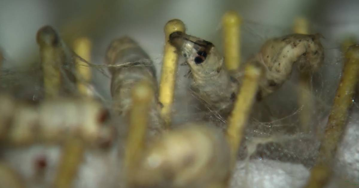 Cría de gusanos de seda © YouTube/screenshot