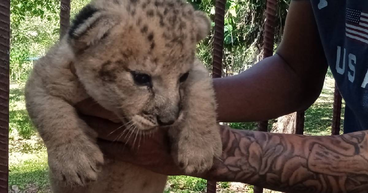 Lion Cub Jorgito Born at Sancti Spíritus Zoo