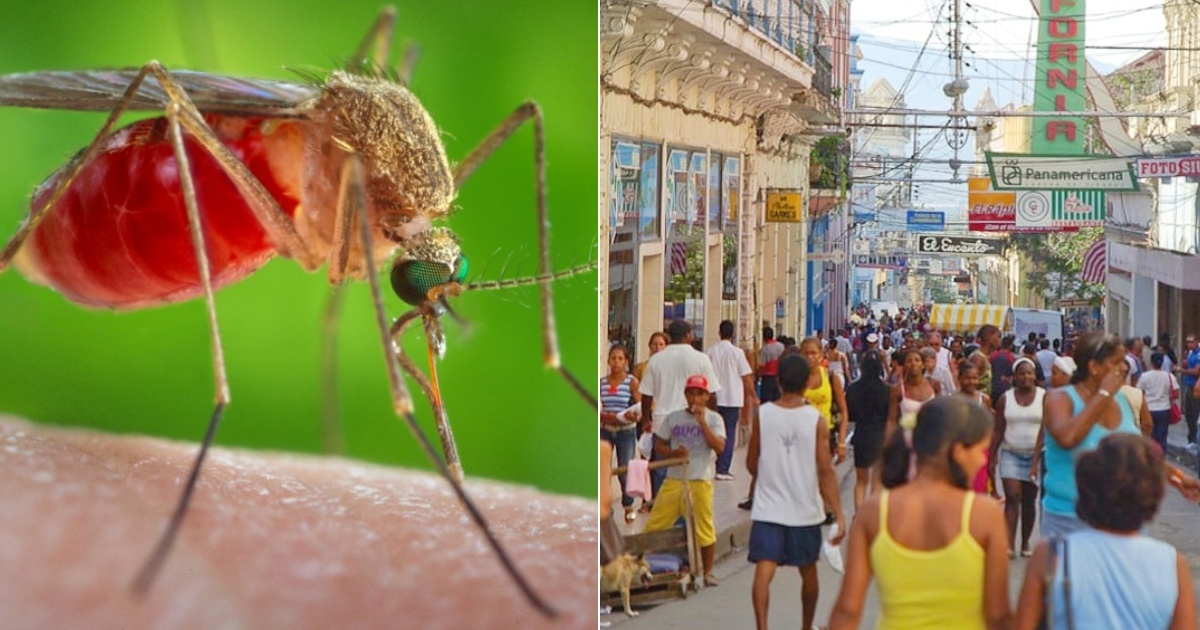 Mosquito Culicoides paraensis (i) y Calle Enramadas en Santiago de Cuba (d) © Collage OMS - Sierra Maestra